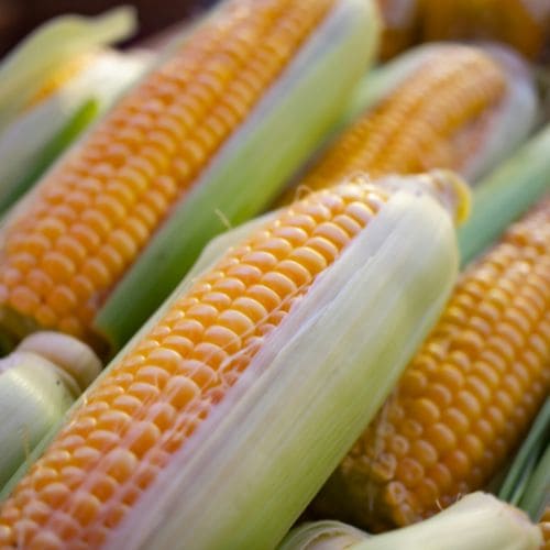 Organic Corn